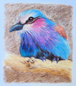 colored pencil lilac breasted roller