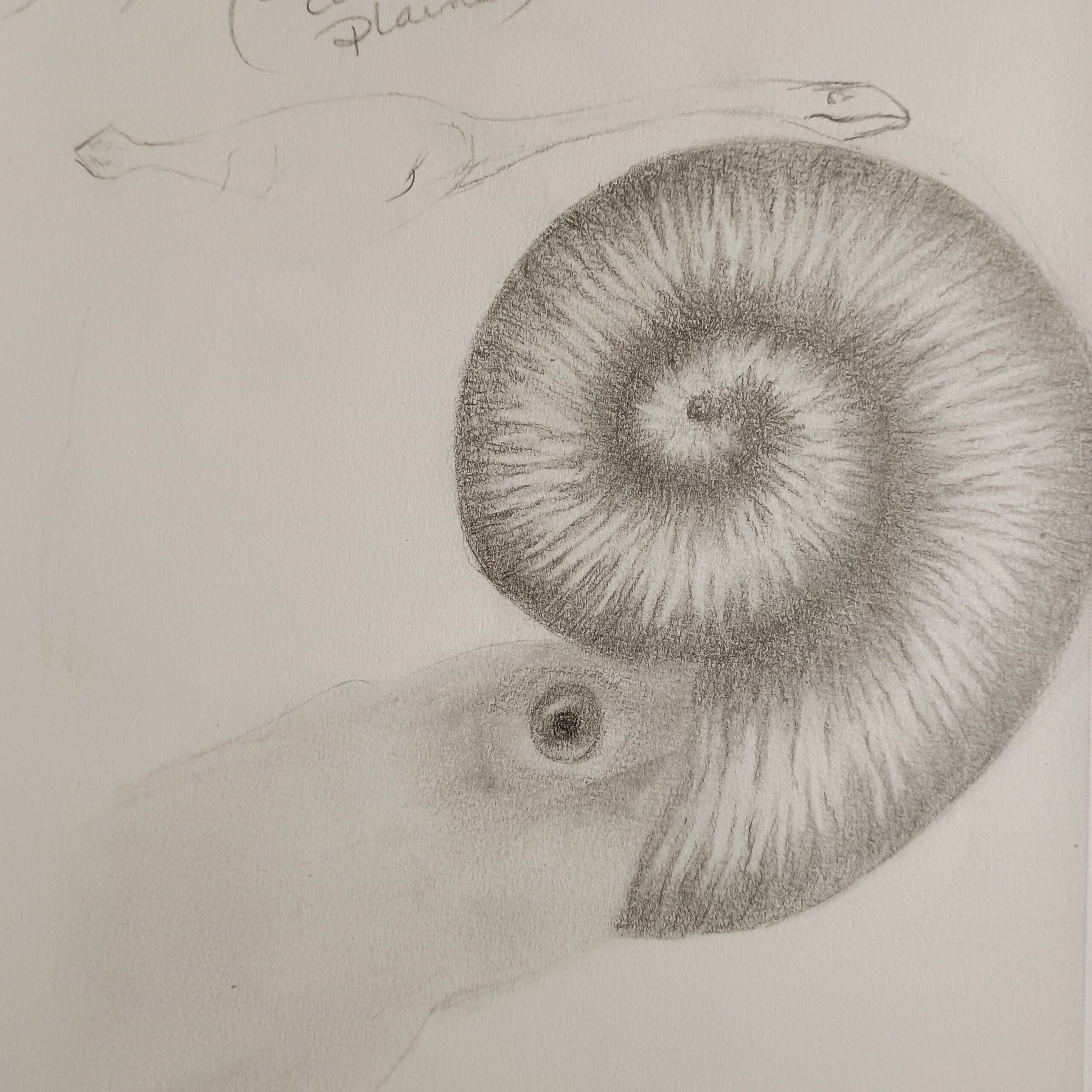 Partly rendered graphite drawing of a spiral shell with striping patterns and a hazy body emerging from the shell with a staring eye.