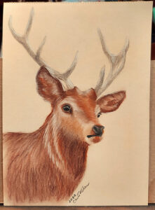 bust-portrait of a stag in conte crayon and colored pencil