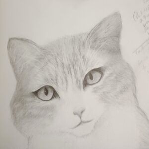 graphite drawing of a fuzzy striped cat staring back at the viewer