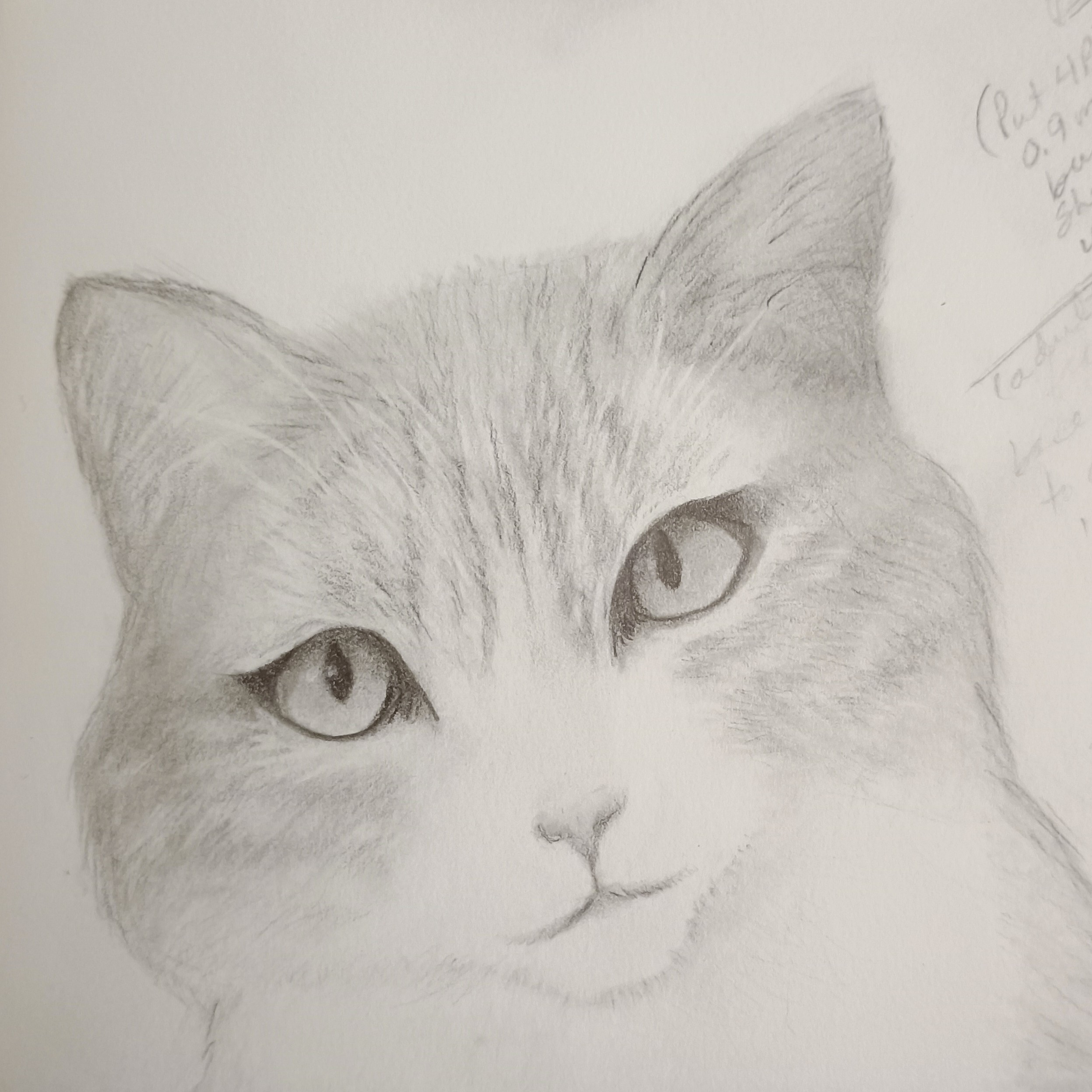 graphite drawing of a fuzzy striped cat staring back at the viewer