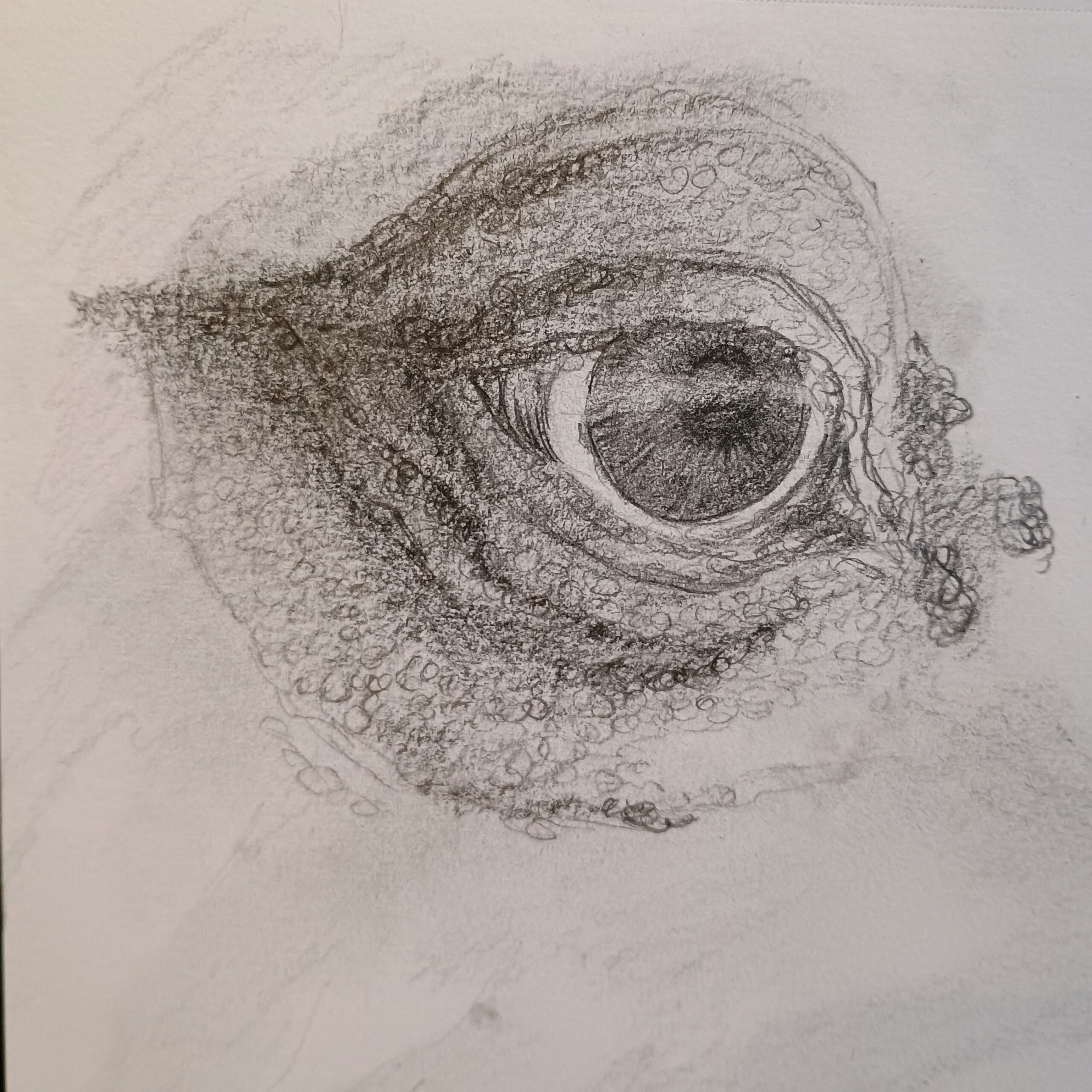 pencil rendering of an eye and scaly surrounding skin, looking to the right